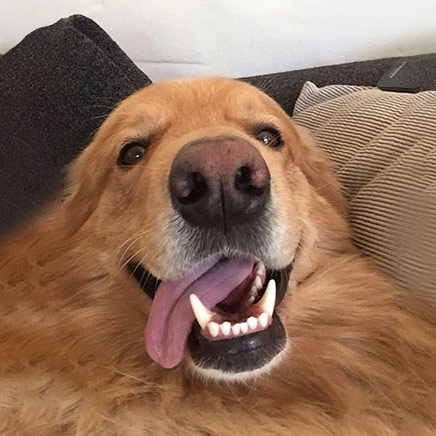 Mogli